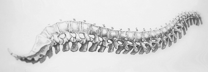 A grey drawing of a spine.